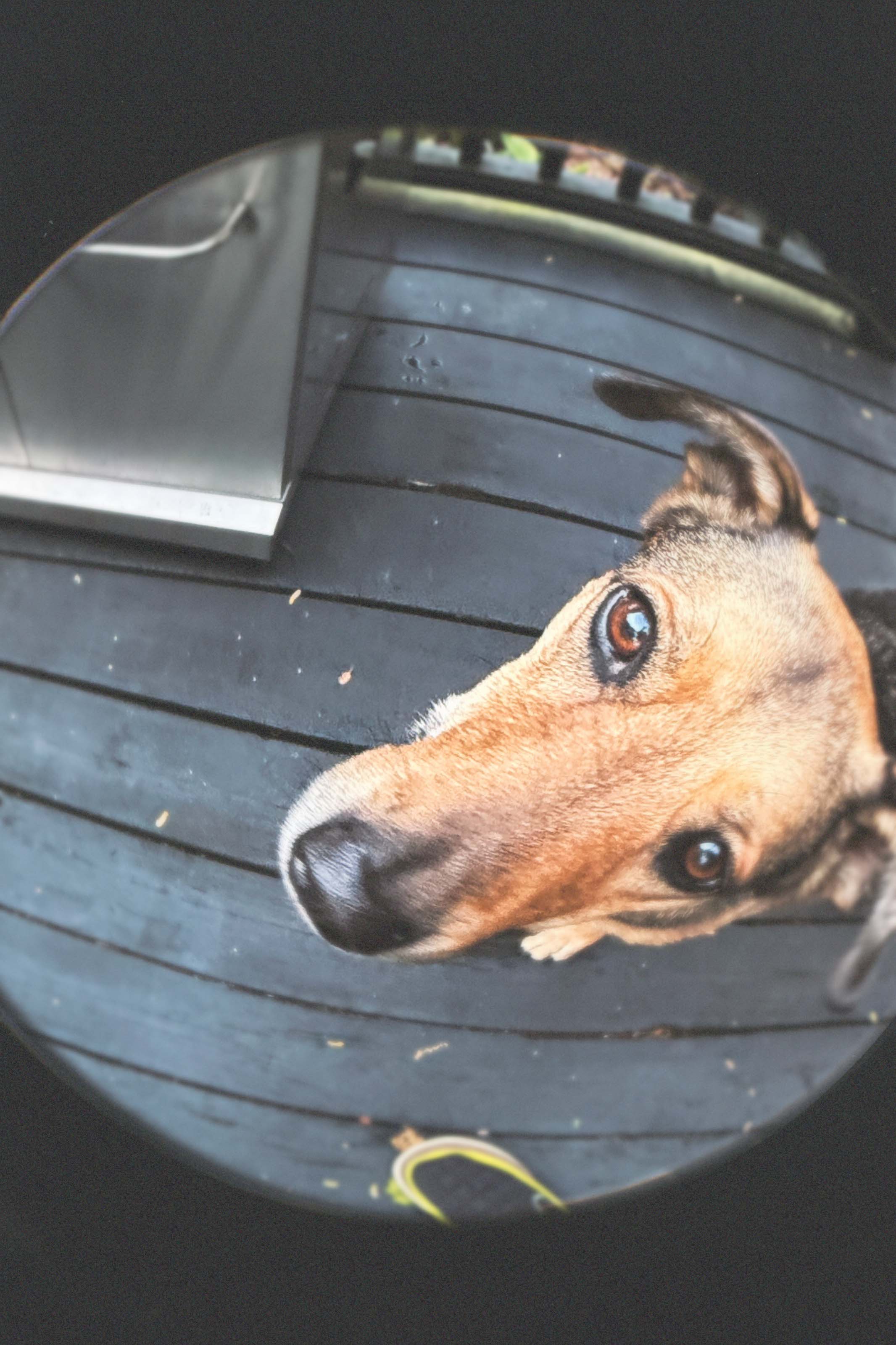 Bubble Cam sample with round lens distortion